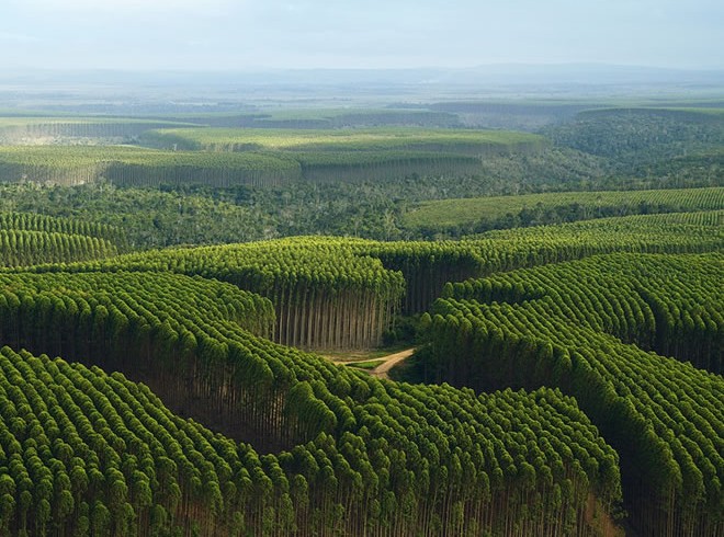 plantação eucalipto